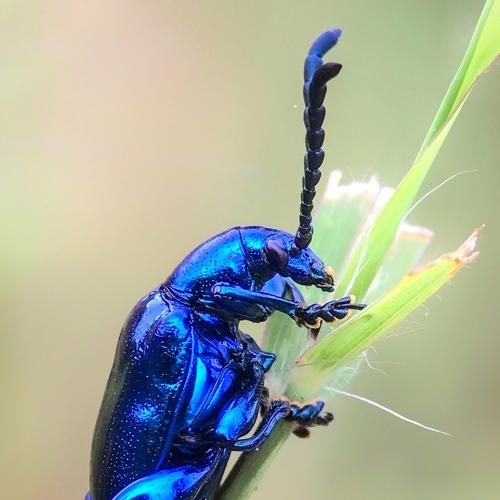 Frog Legged Beetle