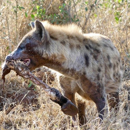 Hyena lunch time