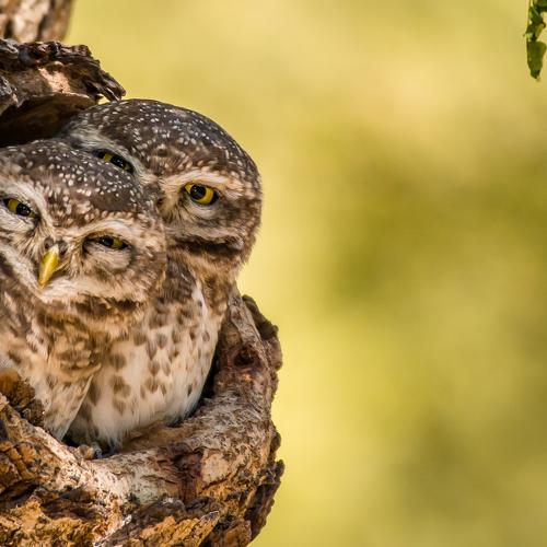 Spotted Owlet