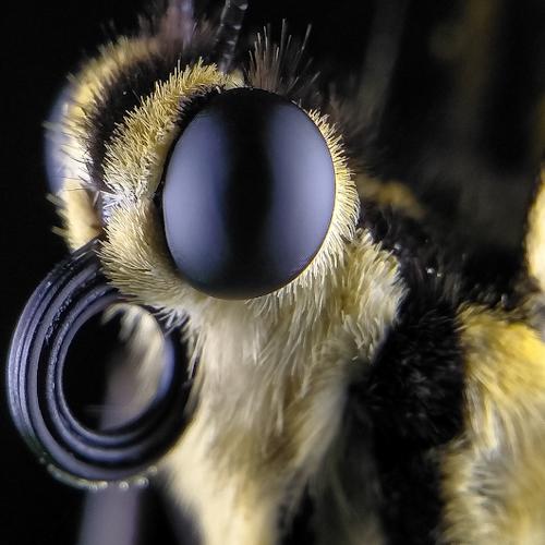 potrait macro phonegraphy