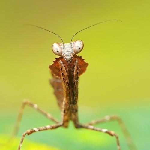 Leobatadeadleaf Mantys