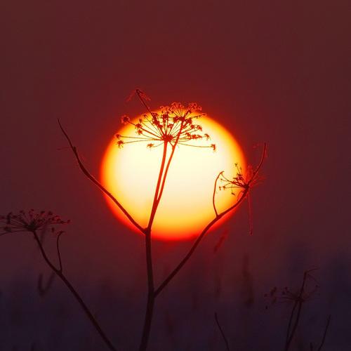 Sunset in a fields.