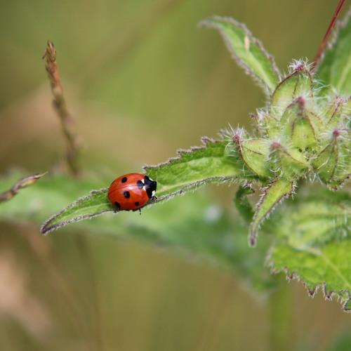 Ladybug