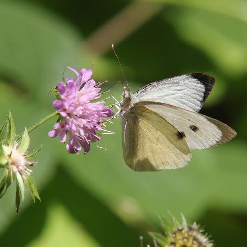 Butterfly pollen chase
