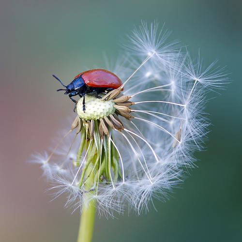 In the world of the small