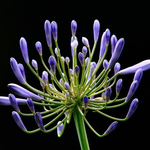 Violet Flower