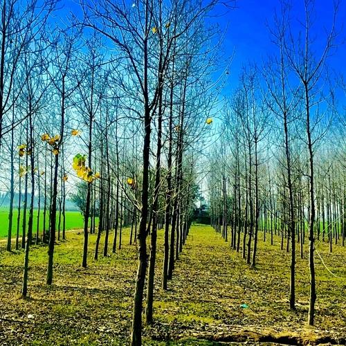 Farm of Punjab, India