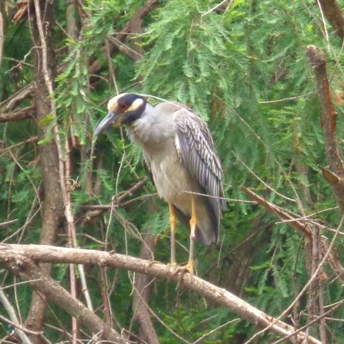 Yellow-crowned Night-Heron Nyctanassa violacea