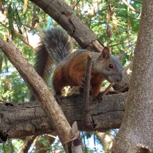 Red-bellied Squirrel Sciurus aureogaster