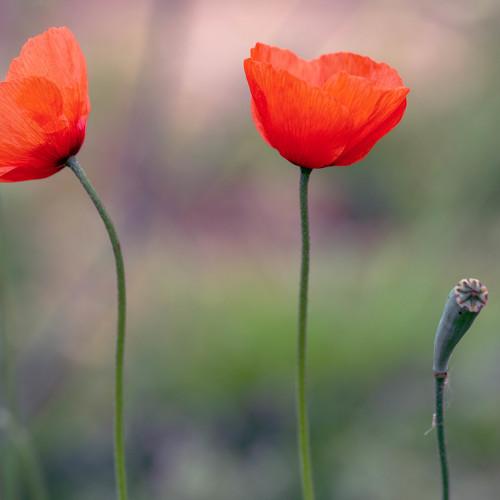 Poppy