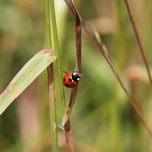 Ladybug journey