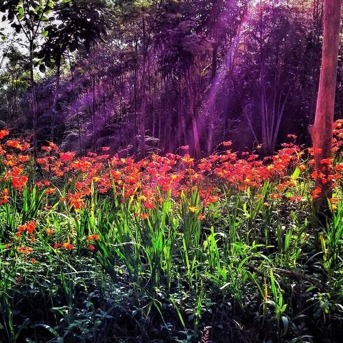 Red flowers