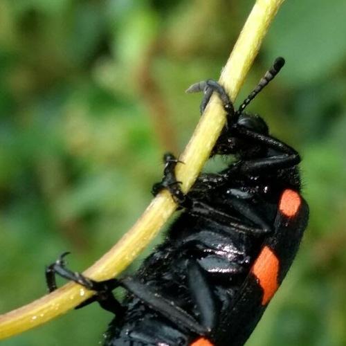 Bug