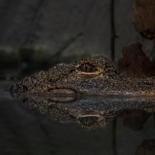 Alligator