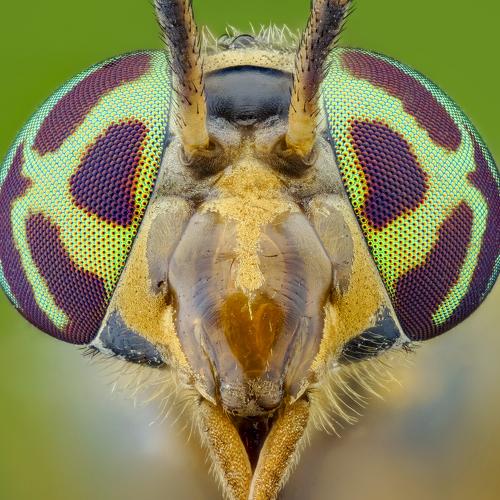 Portrait of deer fly