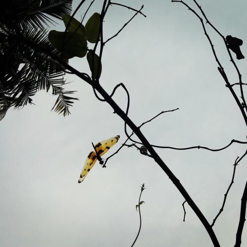 The Common Picture Wing