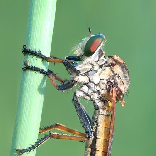 Robber Fly