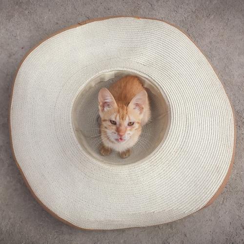 kitty