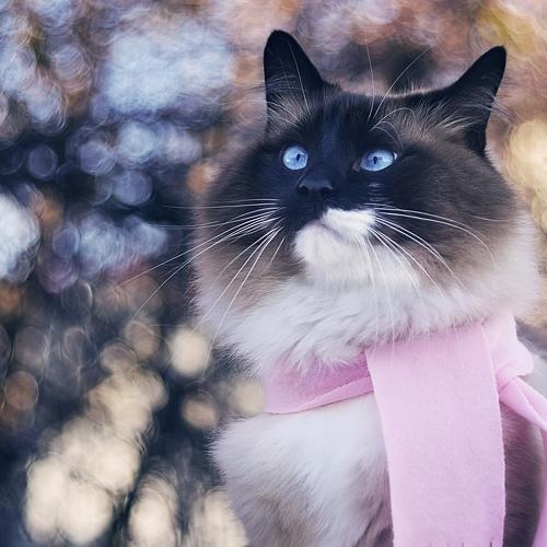 Кот Кекс