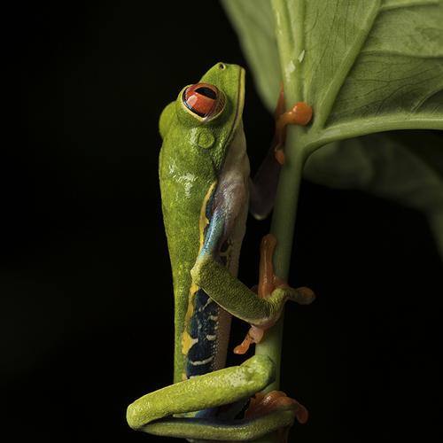 Bluejean Frog
