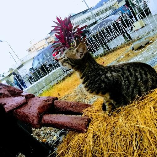 La oración felina