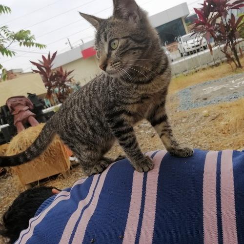 Gato campeón