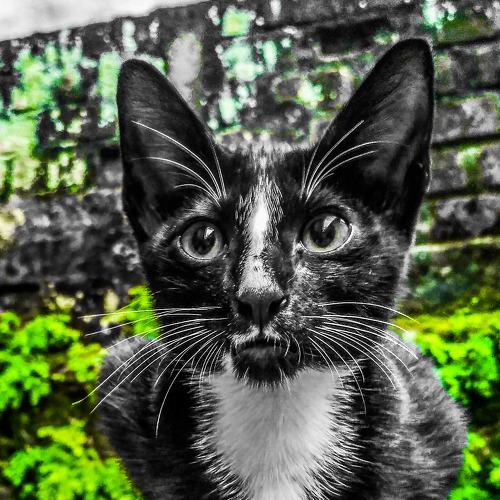 Black cat