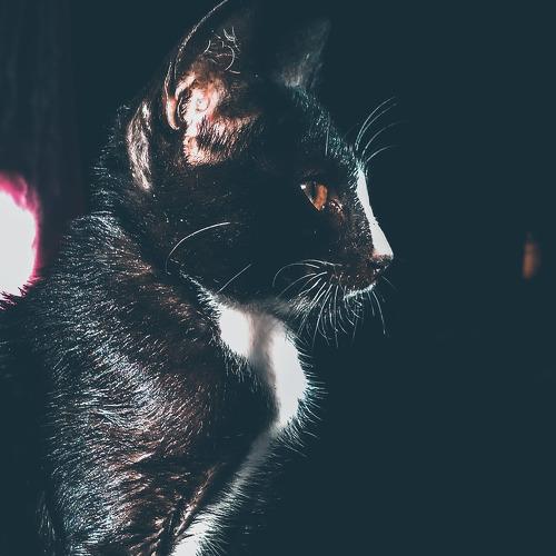 Cats are not batman