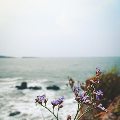 Wild flowers