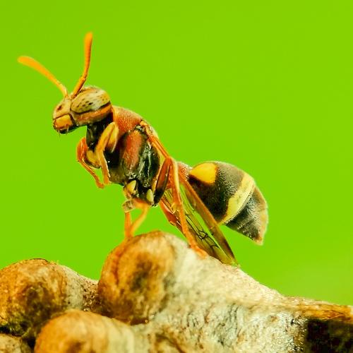 WASP
