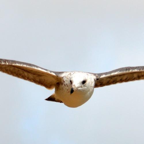 Freedom