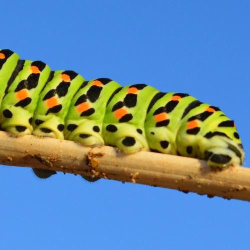 Insect