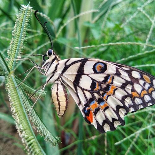 Papilio demoleus