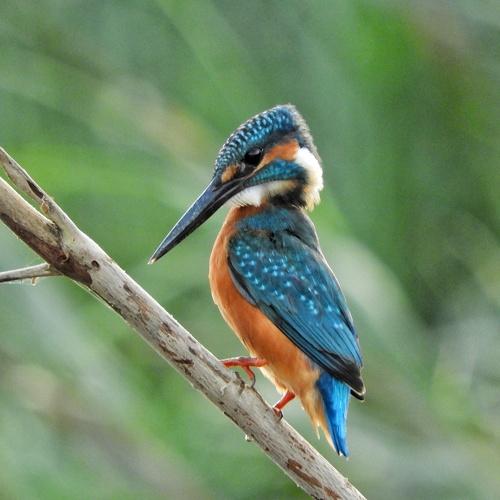 The Common Kingfisher