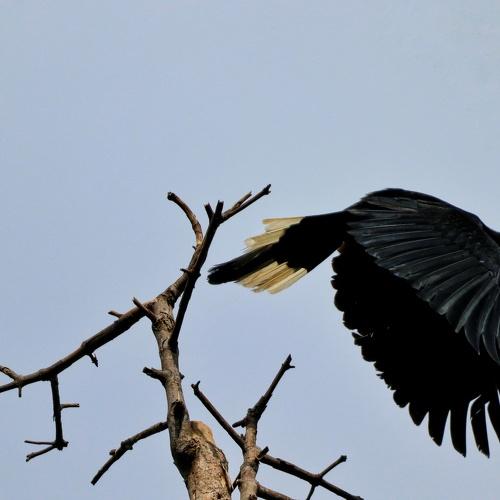 The Asian Black Hornbill