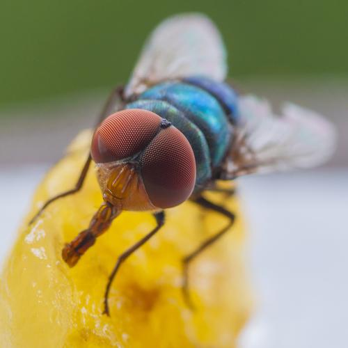 Fruit Fly