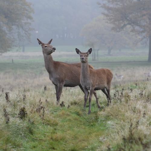 Deers