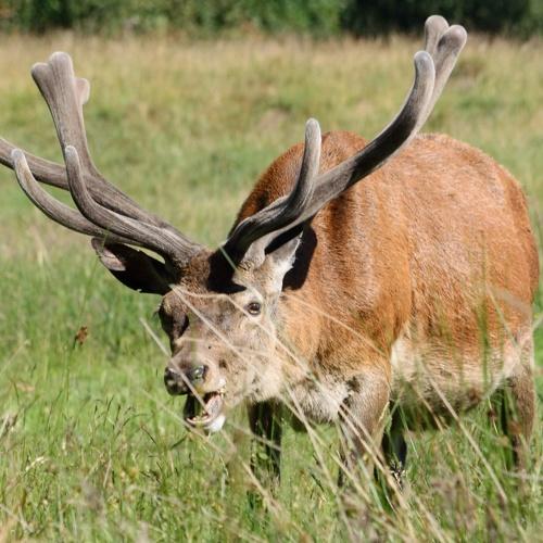 Deer