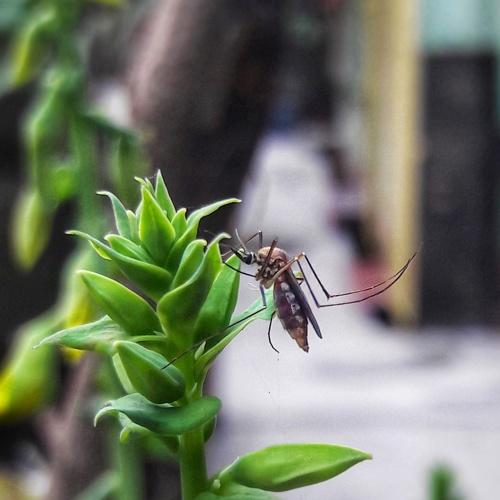 The Mosquito
