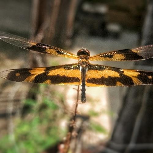 Dragon Fly
