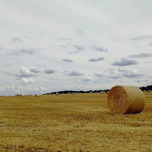 Photo #3387154