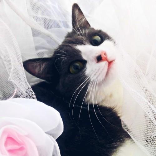 Photo #3388820