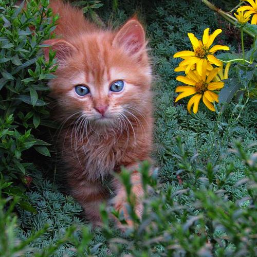 Котенок.