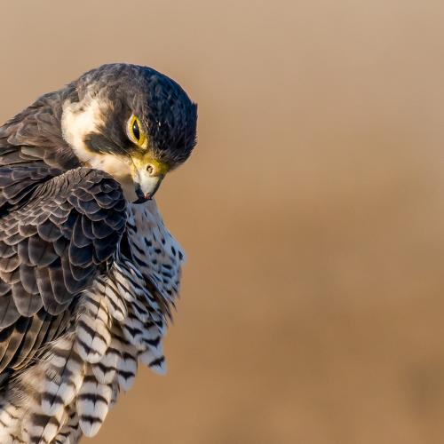 Peregrine Falcon