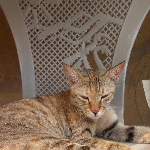 Sleeping cat