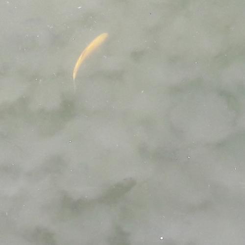 Fish in "Heaven"