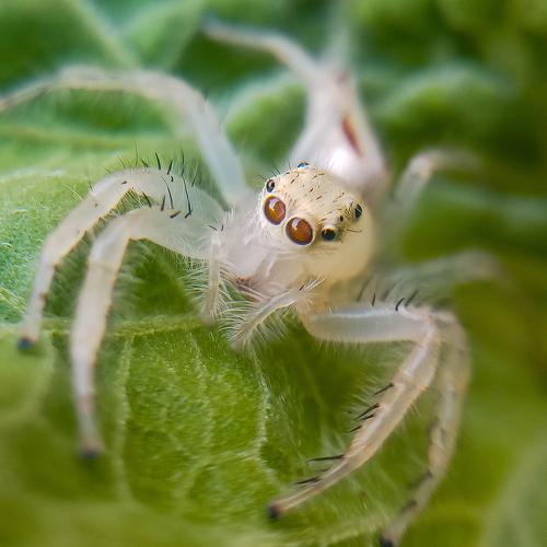 dangerous beauty