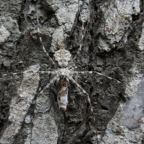 Camouflage spider with kill
