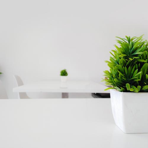 green plant and white table