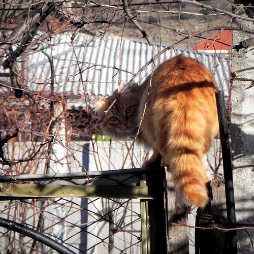 василий деревенский
